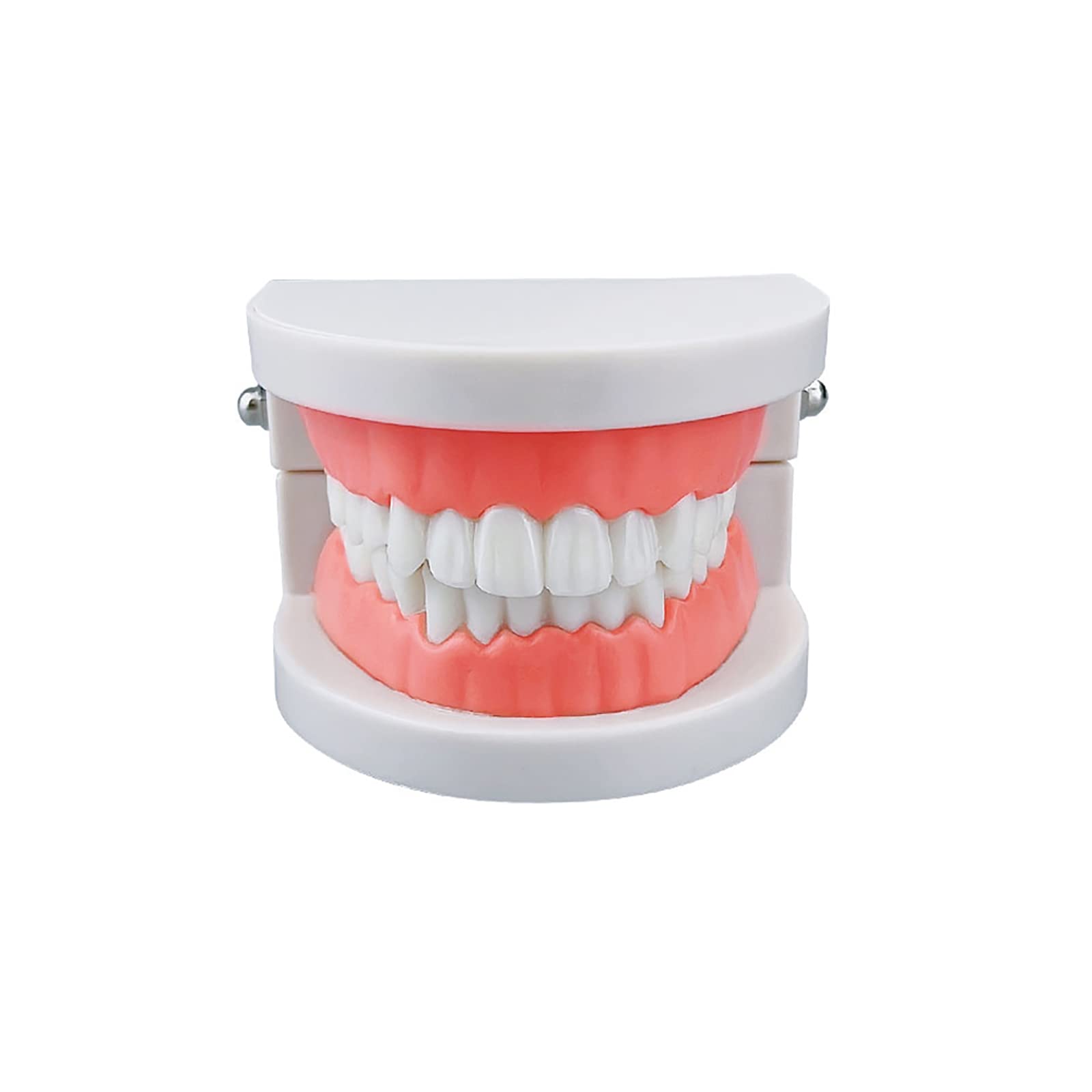 Dental Study Supplies Adult Standard Typodont Teeth Model Without Wisdom Teeth
