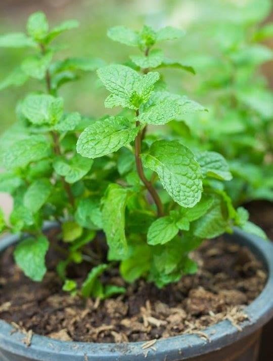Plants Mint Pudina Herb Garden Plant | Live Green Aromatic Herb
