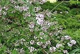 Deutzia scabra 'Codsall Pink' 60–100 cm – Winterhart, Mehrjährig, Pflegeleicht – Sternchenstrauch – Zierstrauch für Garten & Beet
