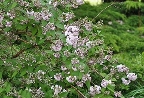 Deutzia scabra 'Codsall Pink' 60–100 cm – Winterhart, Mehrjährig, Pflegeleicht – Sternchenstrauch – Zierstrauch für Garten & Beet