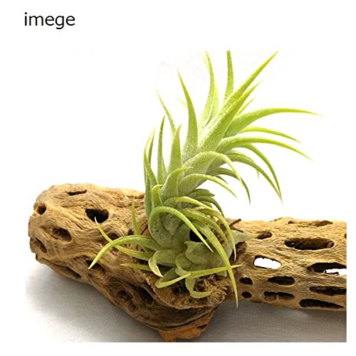 Amazon.co.jp: サボテンの骨 3個セット サイズ (約)長さ10～17cm