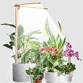 bodkar Wooden Grow Lights for Indoor Plants Full Spectrum, Slim Indoor Plant Growing Light with 6000K White Red LEDs 2-Head (Without Timer/Dimming)