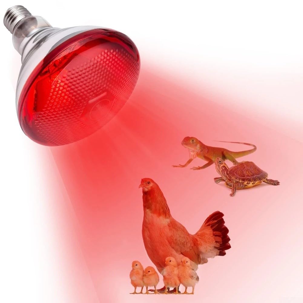 Red Infrared Heat Lamp,for Chickens,Brooders & Reptiles – 110V E27 Base Incandescent Bulb with Quartz Glass,5000-Hour Lifespan(Red Saffron 175W) — view 5