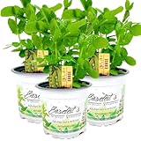 3er Set Erbsen Pflanze (Pisum sativum) im Topf, aus nachhaltigem Anbau