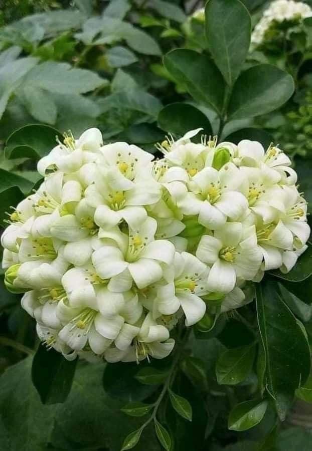 Image of Madhu Kamini Hybrid Live Plant | Kamini Plant (Murraya Paniculata) | Orange Jasmine Fragrant Flower Plant for Home Garden Indoor Outdoor