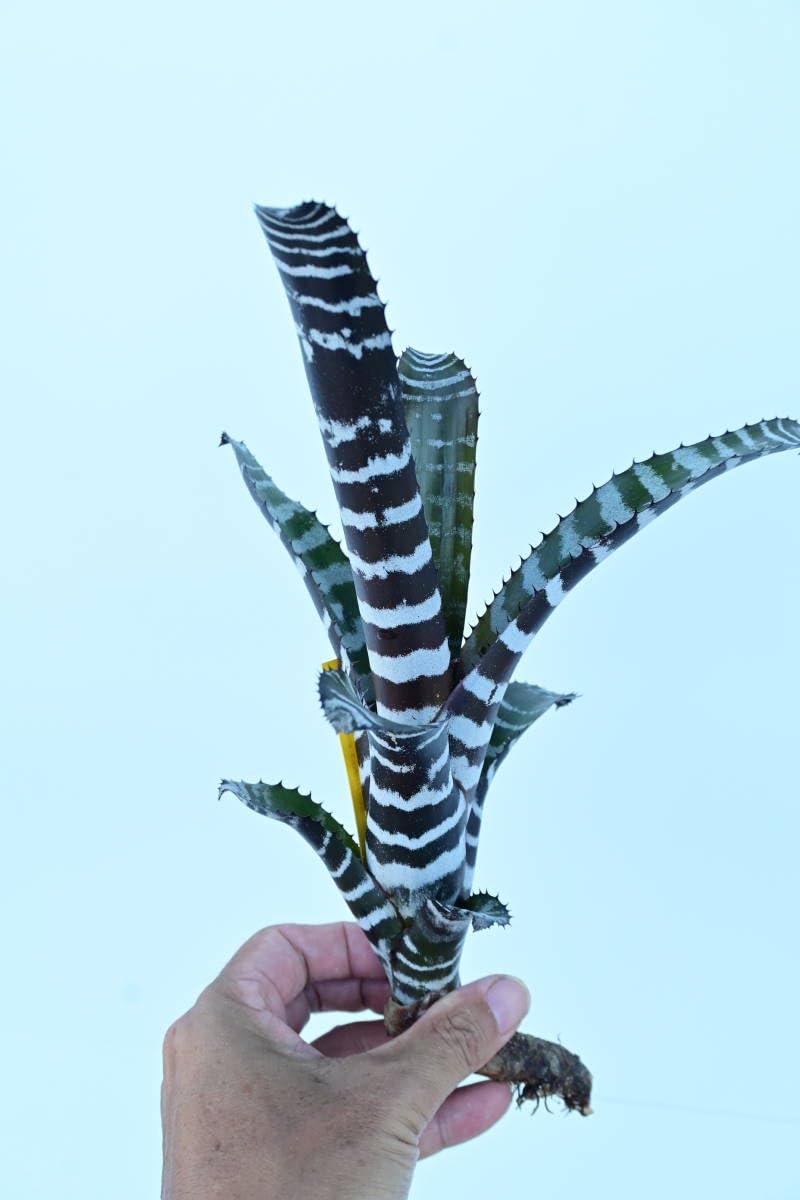 Amazon.co.jp: Aechmea chantinii 'Black Ebony' @bikamori.com