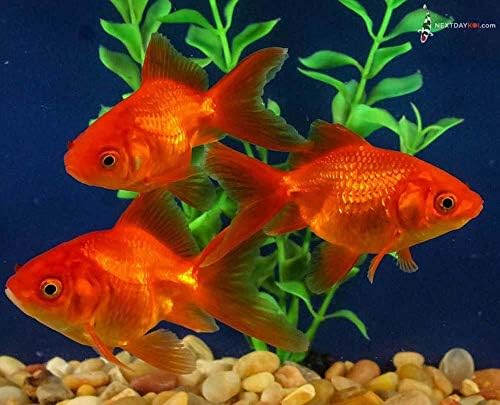 Live Goldfish | 2.5-3" Red Fantail Fish for Pond, Aquarium and Tank, Healthy and Bio-Secure | Live Arrival Guarantee [Lot of 25]