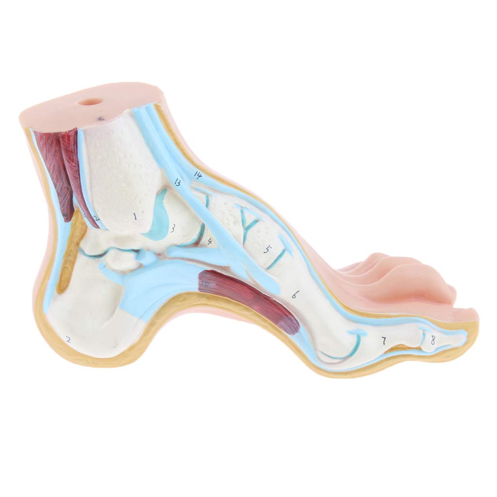 B Baosity Modèle De Pied Humain Modèle De Muscle De Paume De La Jambe De La Voûte Plantaire Anatomie 1: 1