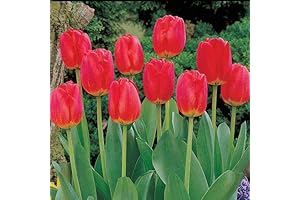 Grow Your Breathtaking Red Matador Tulip Garden