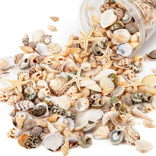 FAYAHAR 200 Stück Muscheln Deko, Natürliche Muscheln Zum Basteln, Meeresschnecken, Seesterne, Gemischt Muschel Deko, für Armbänder Vase...