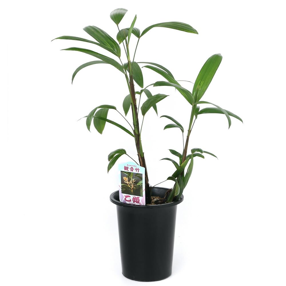 Amazon｜（観葉植物）ヤシ カンノンチク（観音竹） 乙姫 4号（1鉢