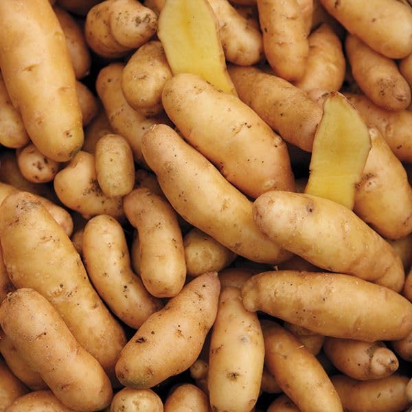 Russian Banana Fingerling Seed Potatoes
