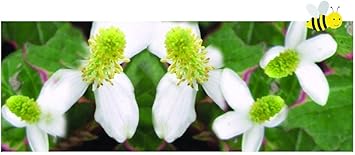 Image Houttuynia cordata ‘Boo Boo’ - Marginal Pond Plants - Potted-9 cm Fish or Wildlife Pond and bog Aquatic Plants Image Houttuynia cordata ‘Boo Boo’ - Marginal Pond Plants - Potted-9 cm Fish or Wildlife Pond and bog Aquatic Plants