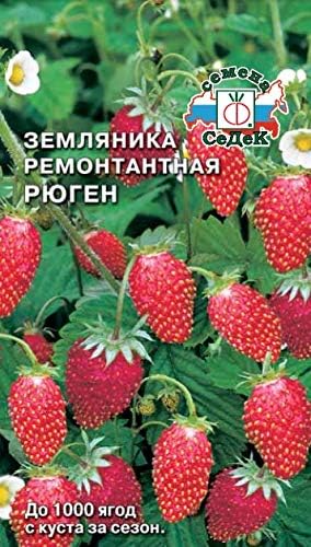 Russian Strawberries Rügen (Small-fruited remontant.). Euro, 0.04
