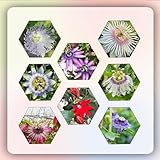 600 piezas semillas de plantas de flor de la pasión semillas de lecho elevado, semillas de plantas, adornos florales semillas de flores, flor de la pasión resistente, Plantas resistentes