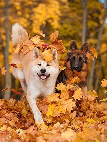 Rompecabezas para adultos,perro-5000Piezas Rompecabezas de madera, piezas únicas de rompecabezas, desafiantes juegos de rompecabezas de madera para la noche de juegos familiares, regalo de idea Jueg