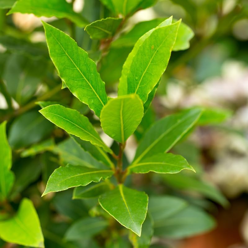 Bay Leaf Plant in 4 Inch Pot - 8 to 12 Inch Tall Bay Leaf Tree Potted, Perennial