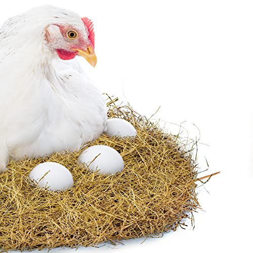 Best Bedding For Budgies