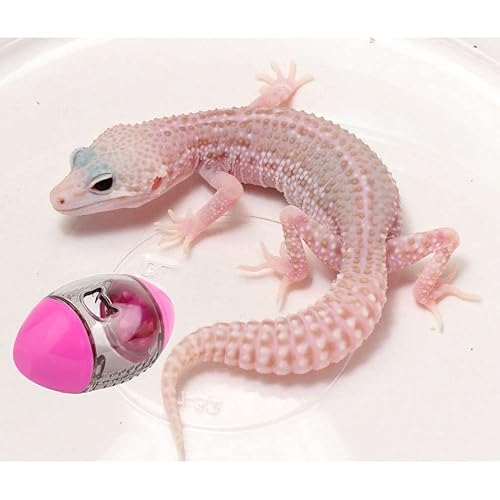 1 Piece Lizard Feeder Toys Bearded Dragon Enrichment Toys Lizard Interactive Balls Toys Reptile Interactive Rugby Shape Feeding Toys For Bearded Dragon, Lizard, Gecko And Small Animals (Random Color) #TOP6