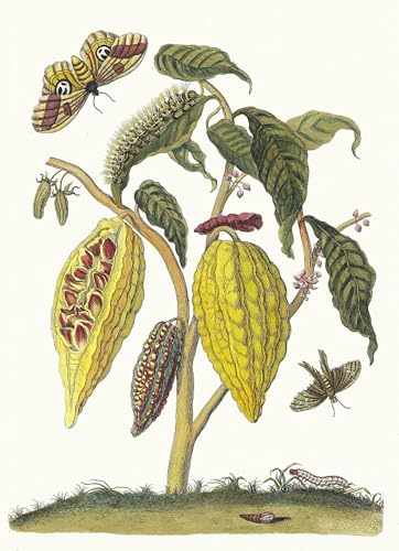 Imagen lienzo artística Cacao para renovar paredes vacías cuadro de 60x90cm YIMACBJXX