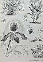 Plant Kingdom Compendium 051765833X Book Cover