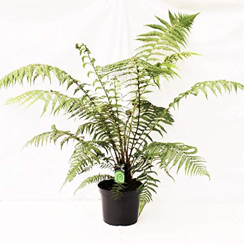 Baumfarn Dicksonia antarctica ca. 120 cm – Winterhart & Exotisch | Perfekt für Garten & Terrasse