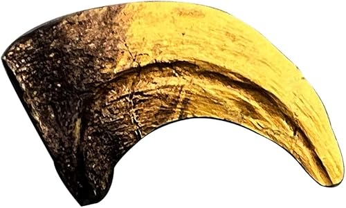 Réplica fósil de garra de tamaño natural de dinosaurio Velociraptor