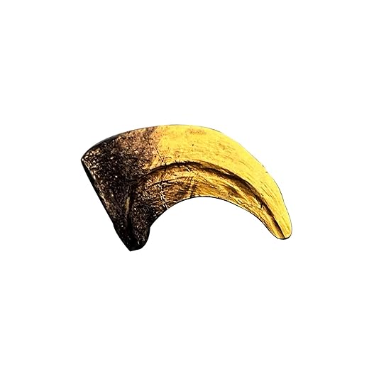 Velociraptor Dinosaur Life Size Claw Fossil Replica