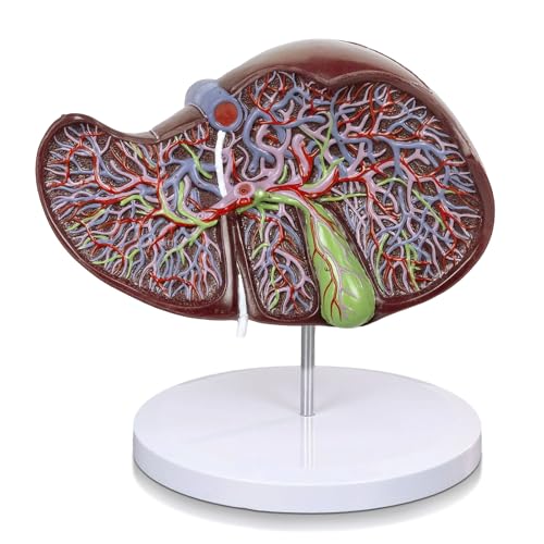 EVOTECH SCIENTIFIC Deluxe Human Liver Anatomical Model, 2 Parts 1.5X Enlarged Human Liver Anatomical Model for Medical Teaching Learning Research Education Display