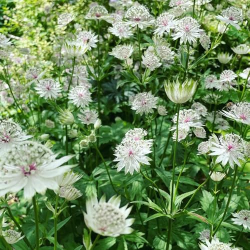 maestra semi di perenne resistenti perenne decorative estate giardino interno giardino rocce 120pcs