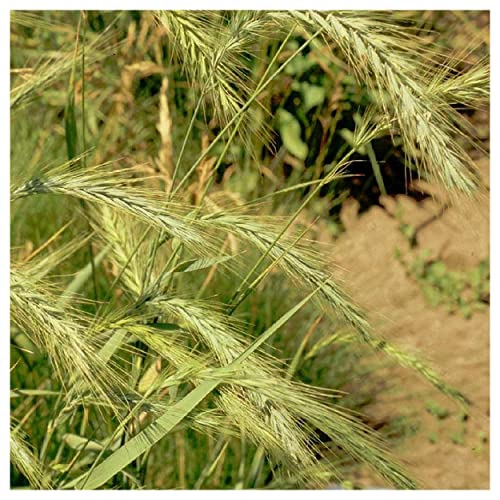 Everwilde Farms - 500 Virginia Wild Rye Native Grass Seeds - Gold Vault Jumbo Seed Packet #TOP2