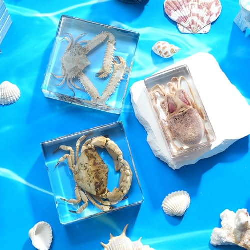 Image of Taxidermy Octopus, Real Oceans Animals Octopus Specimen in Resin Preserved, Clear for Closer-Look & Study, Science Educational Classroom Specimens for Home Office Ornament Gift (3.0x3.0x0.8-inch)