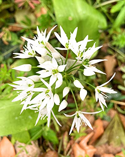 3 Bulbs of Allium ursinum (Wild Garlic) Includes Postage