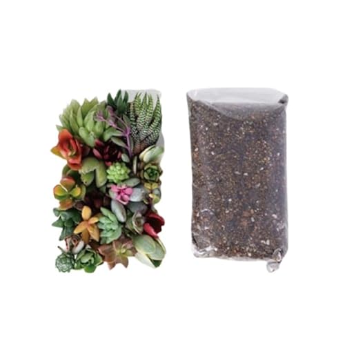 多肉植物 ハオルチア入り じぶんで植える 多肉の寄せ植え セット インテリア 多肉 植物 ガーデニング