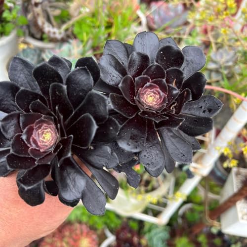 51#多肉植物アエオニウム❤️ 花顏黒牡丹 ❤️1大頭5小　頭23cm拨き苗 観葉植物 アエオニウム 多肉植物」の人気商品一覧 | 安い商品を通販