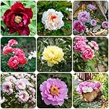 5 pcs pfingstrosen pflanzen kaufen zwiebeln - kräutergarten blumenzwiebeln winterhart pfingstrose, kleine geschenke zwiebel wildblumen blumen geschenk exotische pflanzen winterhart