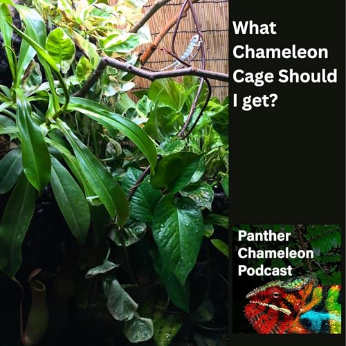 What Chameleon Cage Should I Get?
