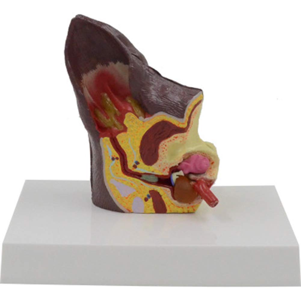 Anatomía de la Oreja de Perro Modelo de Equipo Veterinario Familiar