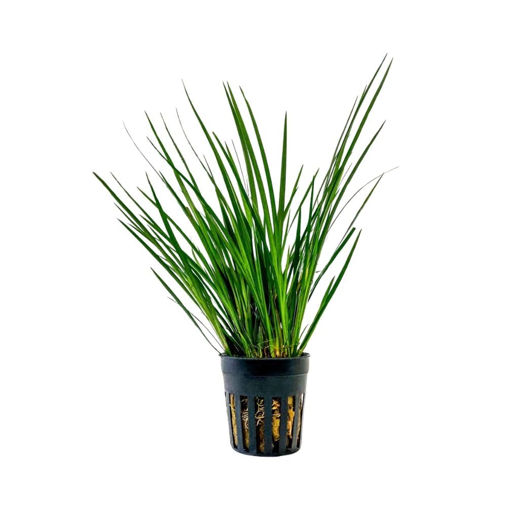 AquaOne Terrario pianta Acorus gramineus I piante vive paludarium, foresta pluviale, piante terrari completamente radicate semplicemente terrascaping decorazione