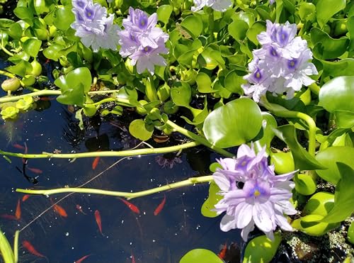 5 Live Water Hyacinth Plants Purple Flowers Floating Aquatic Plants for Ponds and Water Gardens