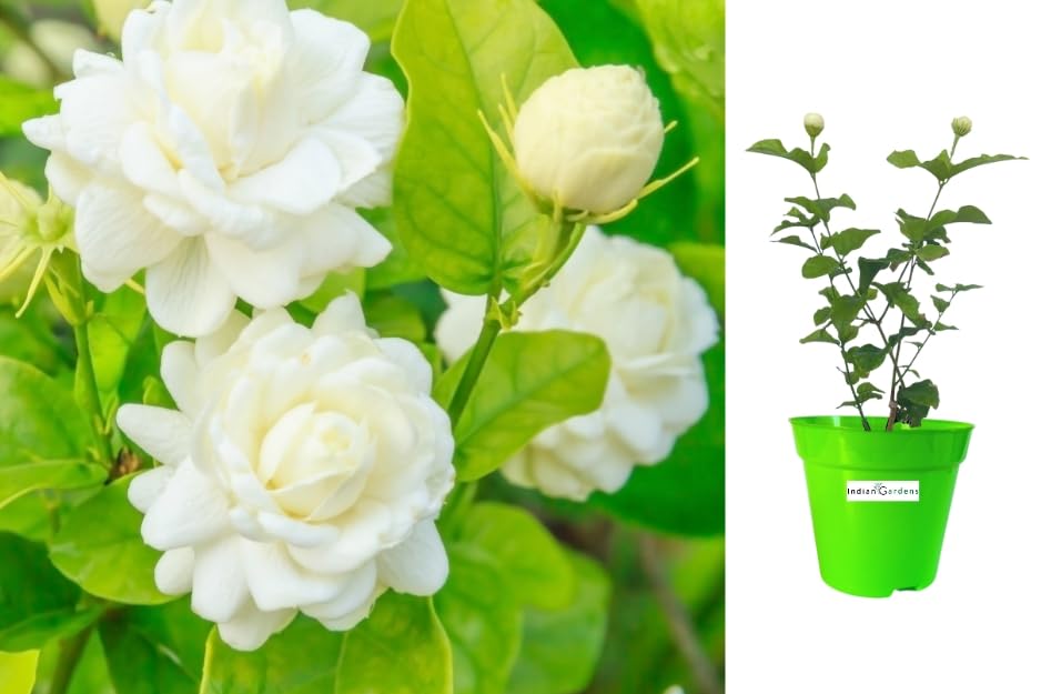 Indian Gardens - Mogra / 7 Round Jasmine live plant | Indoor & Outdoor Plant | Arabian Jasmine | White Jasmine (6 inch Green) (B0CJLQH3X3) Amazon Price History, Amazon Price Tracker