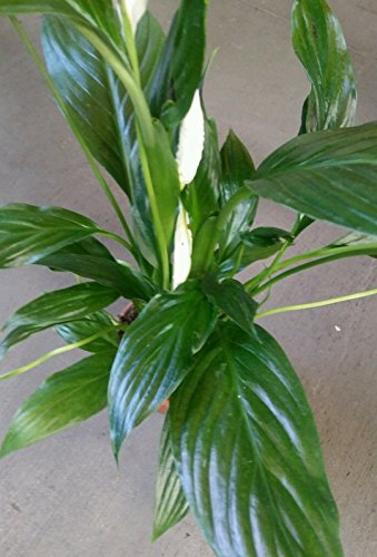 Hirt s Gardens B000WPABE8 Peace Lily Spathyphyllium-Great House Plant-4" Pot