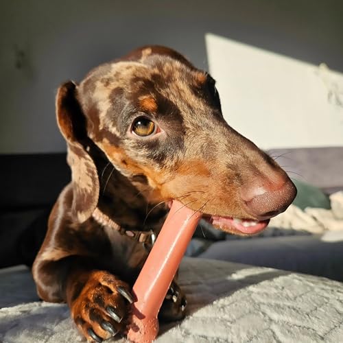 Nylabone 982903 Dura Power Chew, knochenförmig, Doppelpack mit Speck- und Hähnchengeschmack, für mittelgroße Hunde (bis 16 kg), M