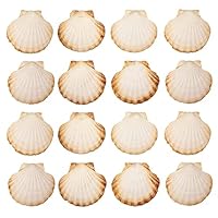 Finoly Große Natürliche Muschelschalen Jakobsmuscheln Muscheln 10x11 cm Paket 4/8/12/16 Stück | Jakobsmuschel Schalen für die Küche Dekoration Handwerk DIY (16, Rund)