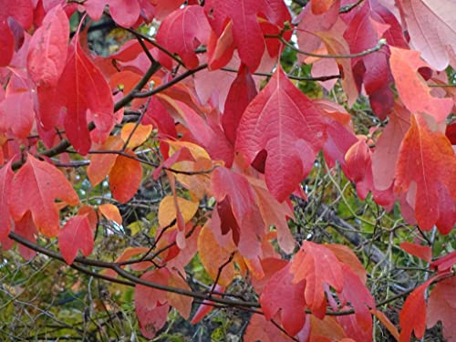 Tristar Plants - Sassafras Tree - 1 Quart Pot, 1'-2'Ft Tall - Healthy Established Roots - Live Plant - Sassafras Root Tea - Sassafras Tree For Sale #TOP4