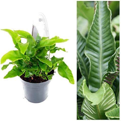 Asplenium Scolopendrium Hart's Tongue Fern Plant Cover