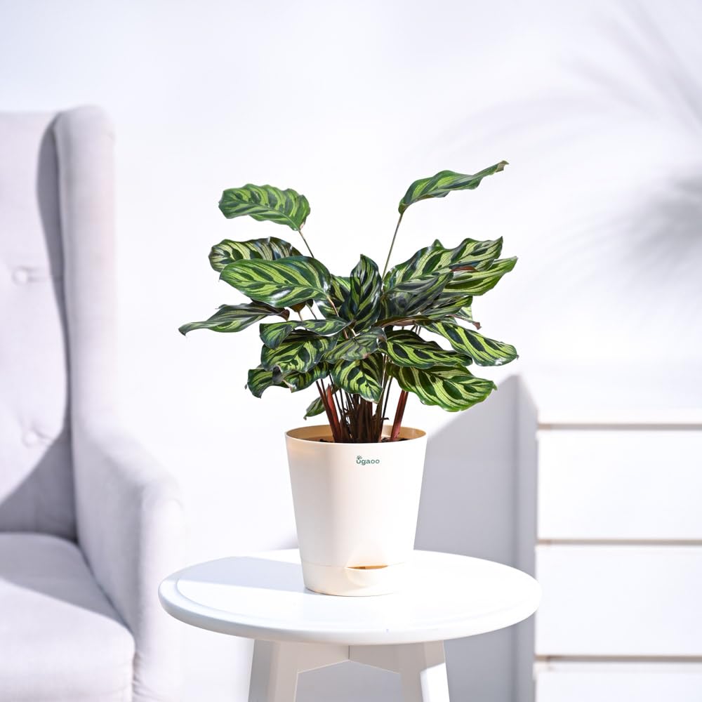 See full amazon price history chart for UGAOO Peacock Natural Live Indoor Plant with Pot - Medium UGAOO Peacock Natural Live Indoor Plant with Pot - Medium (B09PF1SY27) Amazon Price History, Amazon Price Tracker