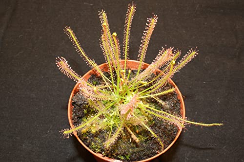 Fleischfressende Pflanze, Sonnentau, Drosera filiformis, 10-15cm, Rot,...