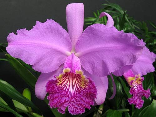 Miniatura 6 de Orquídea Cattleya planta 2" olla  crecer hawaiana