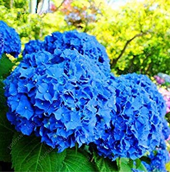 Graines d'Hortensia Hortensia bleu Graines de fleurs d'Hortensia de Chine Graines de bonsaï pour plantes de jardin à la maison Jaune clair Paquet de 500 graines